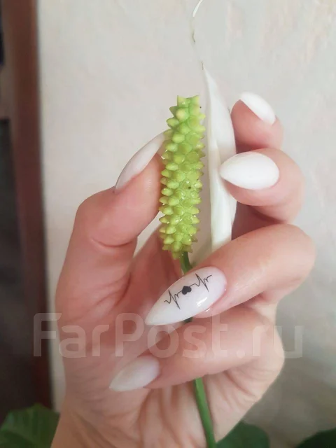 ������� ����