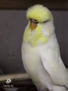 ������� ����. ����