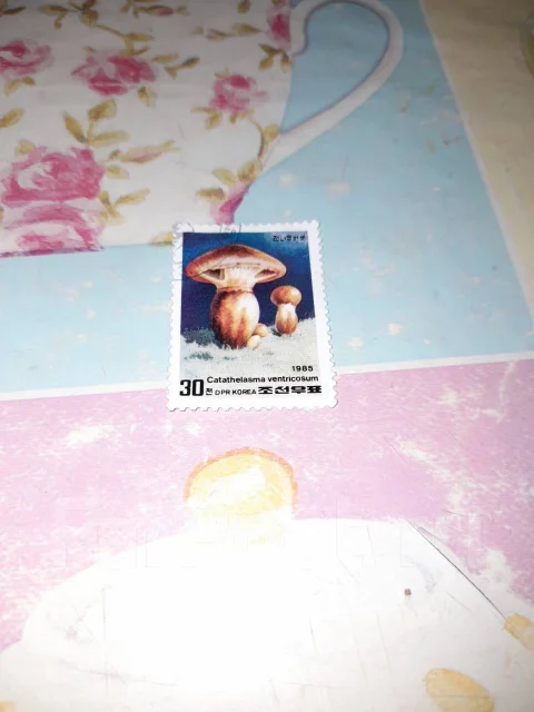 ����� ���� 1985 ��� ����� ����