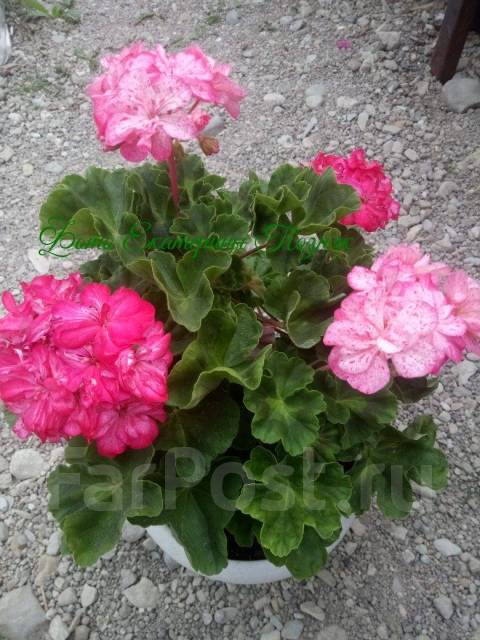 Описание и характеристики