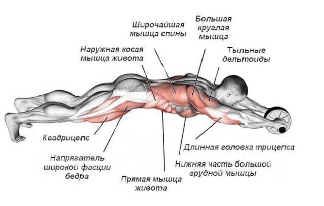 Можно ли заниматься в зале каждый день на разные группы мышц