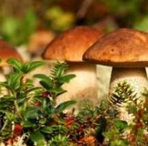 Белый гриб сушеный из Алтайского края 2021