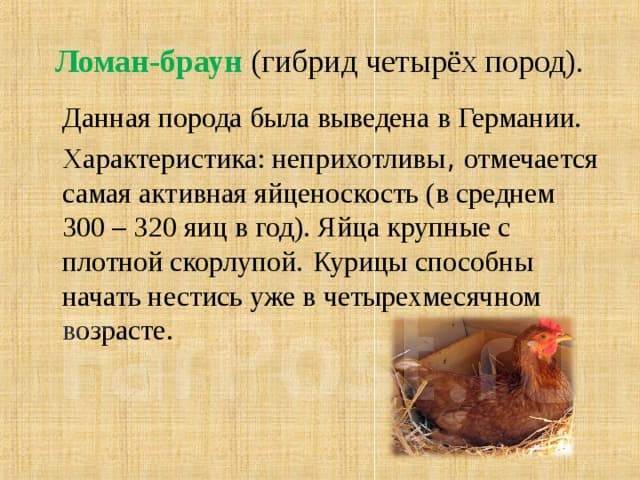 Куры породы браун характеристика. Куры несушки породы Ломан Браун. Куры несушки Ломан Браун описание. Ломан Браун яйценоскость. Куры несушки Ломан Браун характеристика.