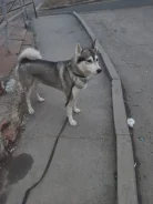 ������� ��������� �����. ����