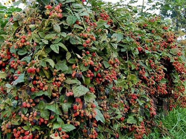 Как выглядит куст ежевики с ягодами фото