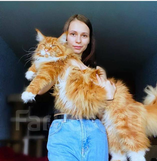 Кошки Куны Фото