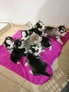 ��������� �����. ����