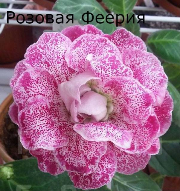 Глоксиния детка Розовая Феерия, в наличии. Цена: 200₽ во Владивостоке