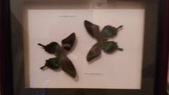 ������� ������� ����