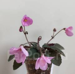 Фиалка п/м Cupid's jewel - Растения во Владивостоке