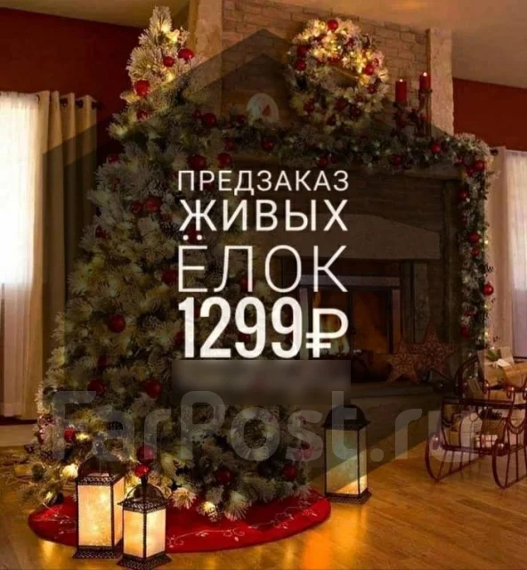 Новогодние Живые Цветы