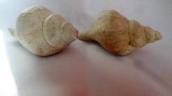 ��������, �������. ����