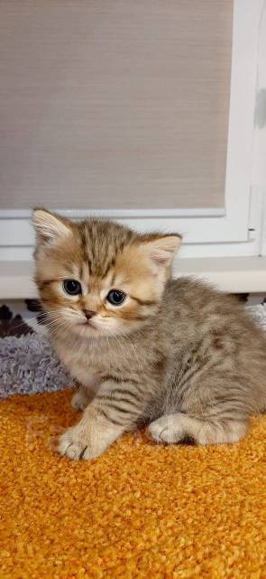 британская короткошёрстная кошка: Кыргызстан ᐈ Коты ▷ объявлений ➤ tabakhqd.ru