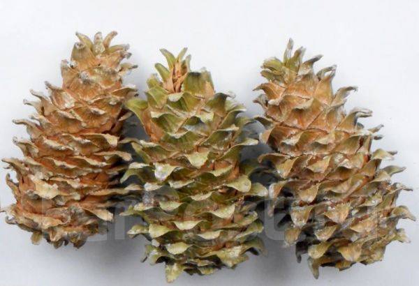 Кедр корейский (шишки) - Домашние продукты в Хабаровске