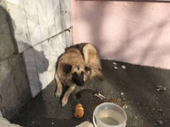 �����. ����