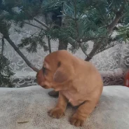 �����. ����