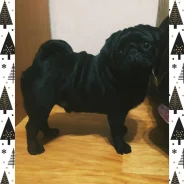 ����. ����