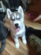 �����. ����
