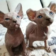 ����. ����