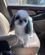 ��-���. ����