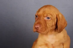 �����. ����