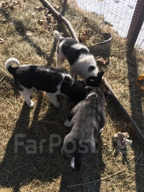 �����. ����