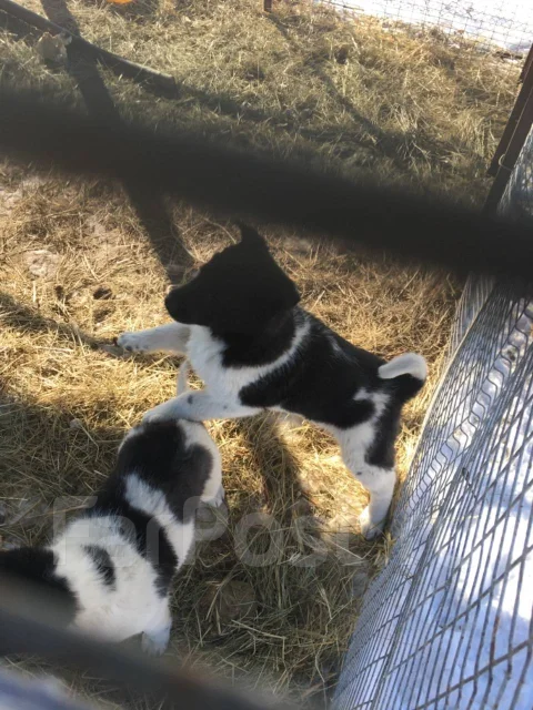 �����. ����