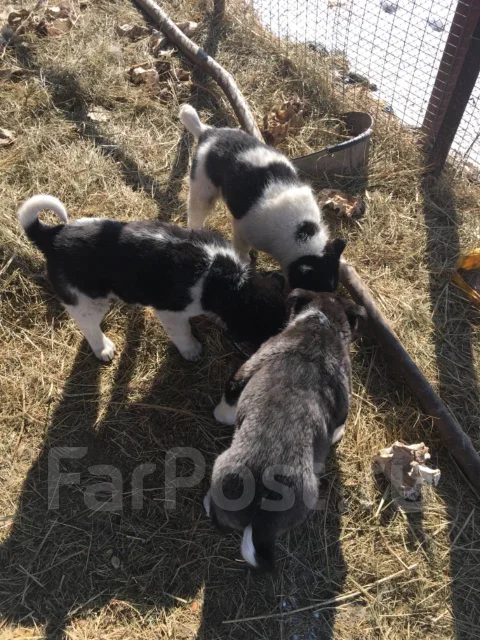 �����. ����