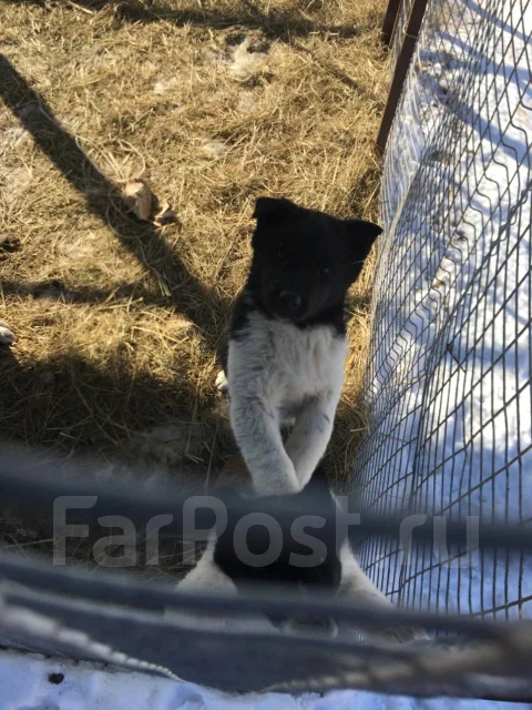 �����. ����