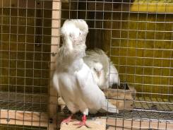 Голубевод из Сернурского района Марий Эл о своем хобби разводить голубей