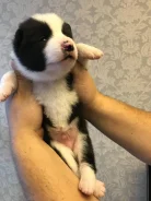 ������-����������� �����. ����