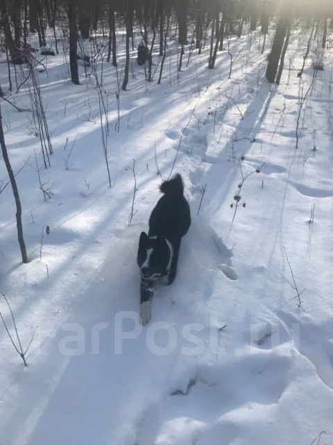 ������-����������� �����. ����