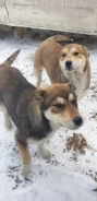 �����. ����