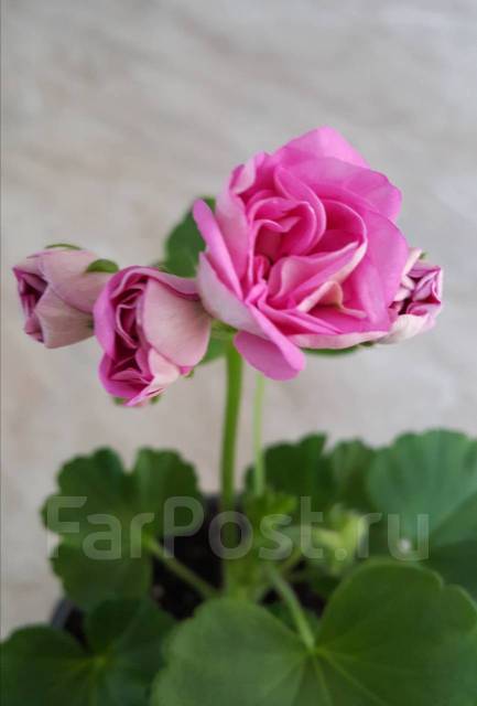 Розовая жемчужина пеларгония фото и описание сорта