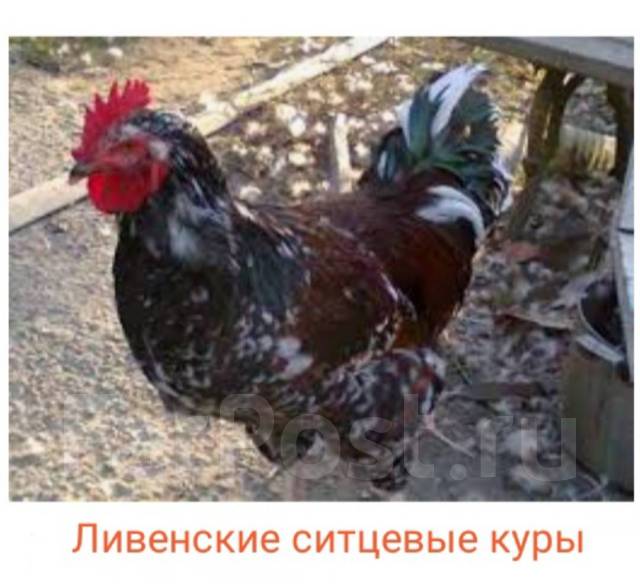 Курица Ливенская Ситцевая Описание Фото