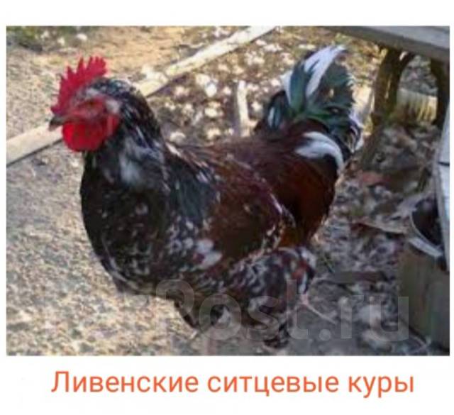 Ливенские Ситцевые Куры Фото