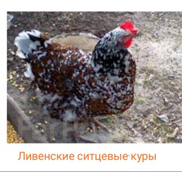Курица Ливенская Ситцевая Описание Фото