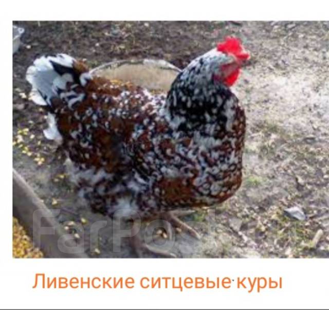 Ливенские Ситцевые Куры Фото