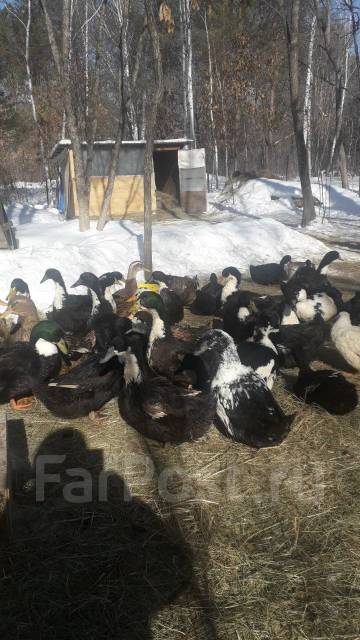 Продается утиное яйцо, в наличии. Цена: 250₽ во Владивостоке