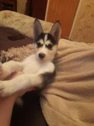 �����. ����