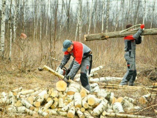 Порубочный билет на вырубку деревьев образец