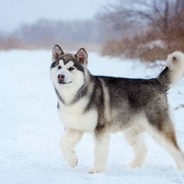 Маламут собака