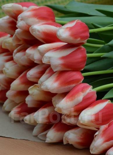 Тюльпаны к 8 Марта! Недорого. - Nissan Presage (2G), 2,5 л, 2003 года другое DRI