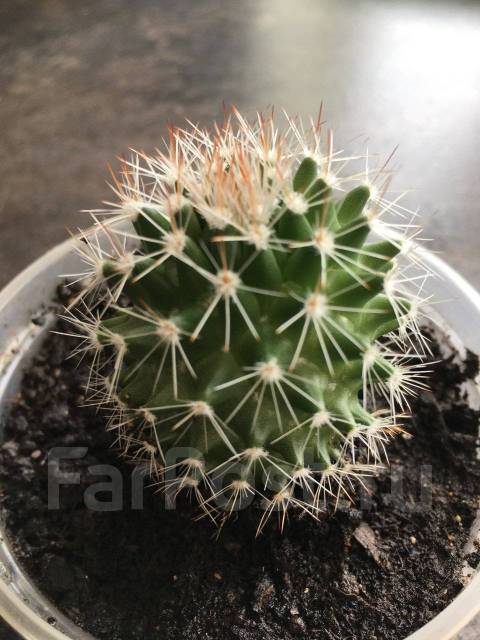 Кактус Маммиллярия – Mammillaria - Растения во Владивостоке