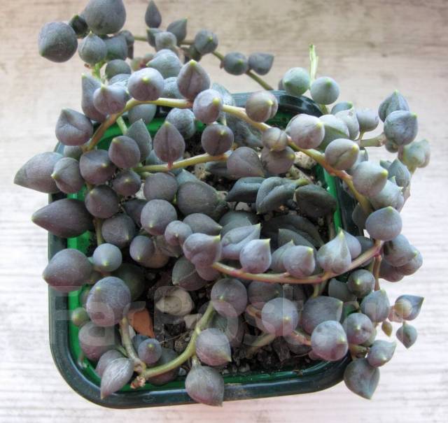 Суккулент крестовник (senecio radicans x rowleyanis) - Растения во ...