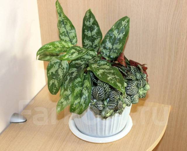 Аглаонема (Aglaonema), в наличии. Цена: 350₽ во Владивостоке