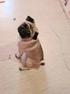 ����. ����