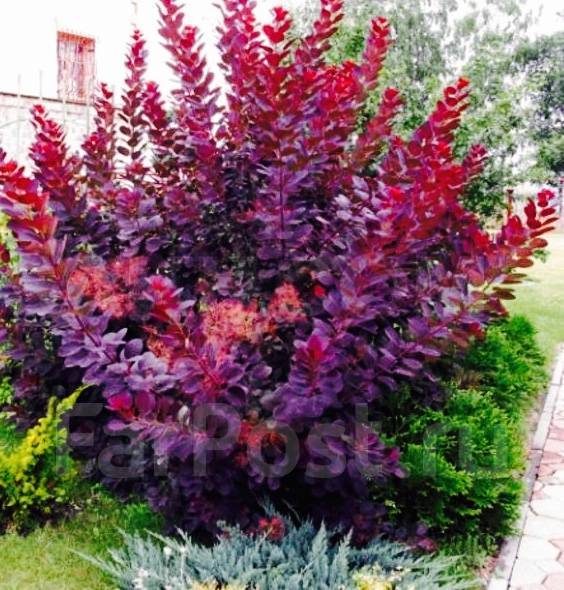 Барбарис оттавский пурпурнолистный, новый, в наличии. Цена: 450₽ во ...