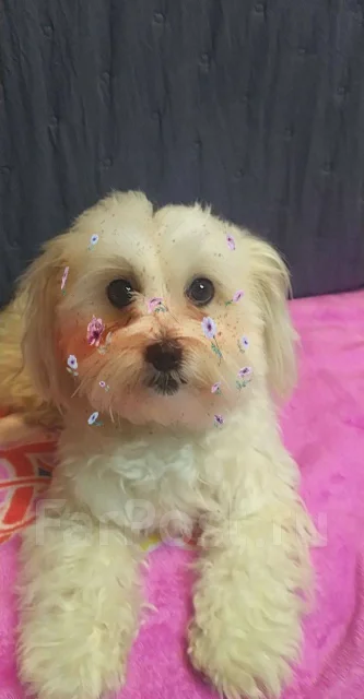 ��-���. ����