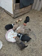 �����. ����